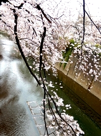 満開の桜に包まれる幸せ